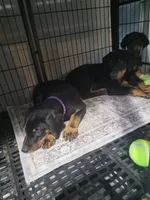 Boy, a male Doberman Pinscher for sale in Springfield, MO – 2 of 4