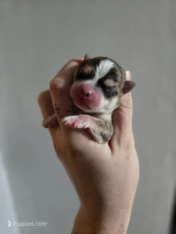 Tetris – Chihuahua puppy for sale in Springfield, MO