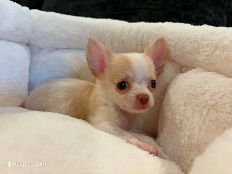 Little one – Chihuahua puppy for sale in Springfield, MO