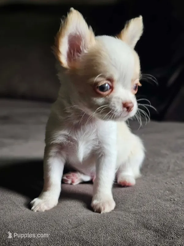 Little boy – Chihuahua puppy for sale in Springfield, MO
