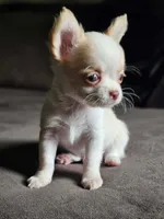Little boy, a male Chihuahua for sale in Springfield, MO – 1 of 3