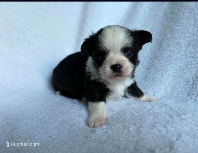 Black & white  – Chihuahua puppy for sale in Springfield, MO