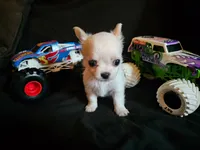 Tiny, a male Chihuahua for sale in Springfield, MO – 2 of 3