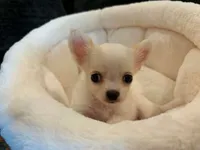 Itty bitty, a male Chihuahua for sale in Springfield, MO – 1 of 2
