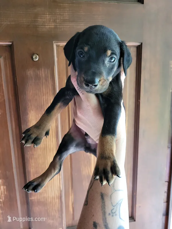 Tiny boy – Doberman Pinscher puppy for sale in Springfield, MO