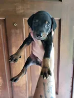 Tiny boy, a male Doberman Pinscher for sale in Springfield, MO – 3 of 3