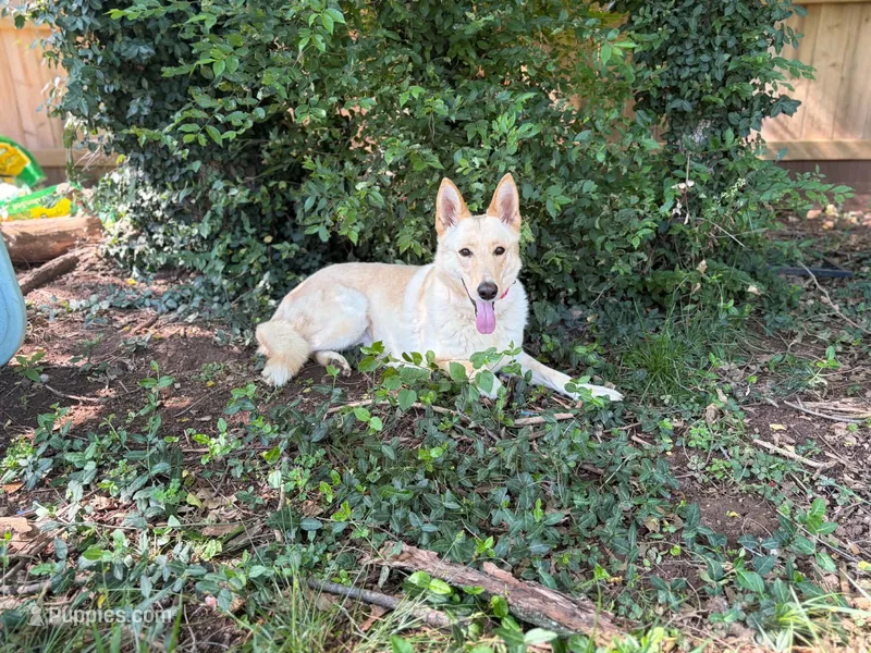 Nala in heat now  – German Shepherd Dog puppy for sale in Springfield, MO
