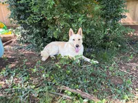 Nala in heat now , a female German Shepherd Dog for sale in Springfield, MO – 1 of 3