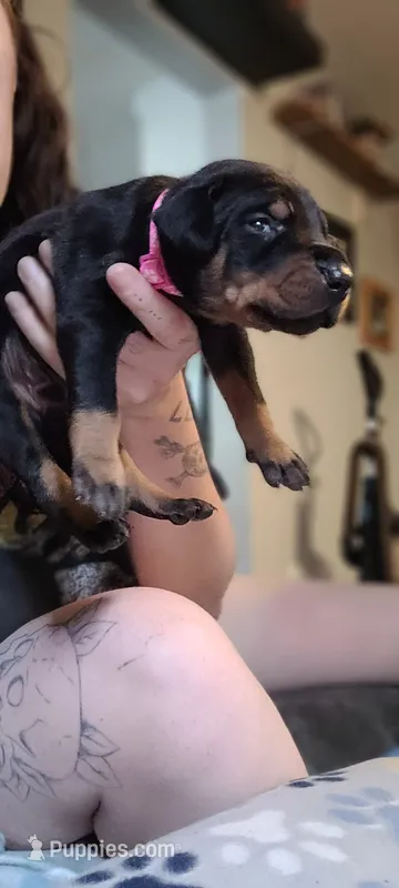 Pink boy – Doberman Pinscher puppy for sale in Springfield, MO