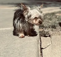 Smallz, a male Yorkshire Terrier for sale in Wichita, KS – Photo 2 of 4