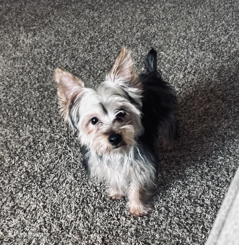 Smallz – Yorkshire Terrier puppy for sale in Wichita, KS