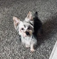 Smallz, a male Yorkshire Terrier for sale in Wichita, KS – Photo 4 of 4