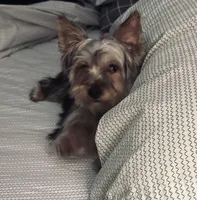 Smallz, a male Yorkshire Terrier for sale in Wichita, KS – Photo 3 of 4