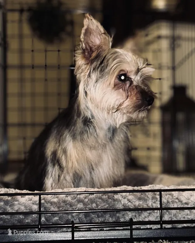 Smallz – Yorkshire Terrier puppy for sale in Wichita, KS