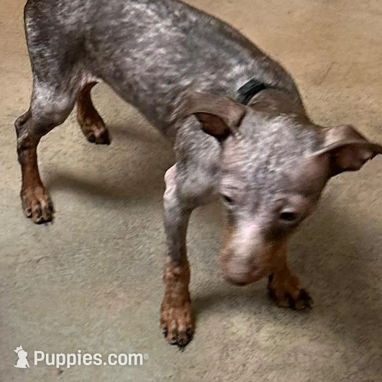 SIMON (Black Collar), a male Miniature Pinscher for sale in Lincoln, NE – Photo 6 of 9