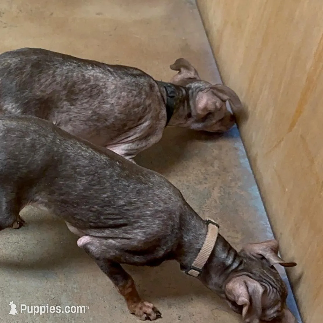 SIMON (Black Collar), a male Miniature Pinscher for sale in Lincoln, NE – Photo 7 of 9