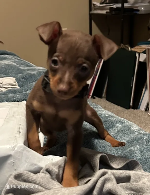 SIMON (Black Collar)