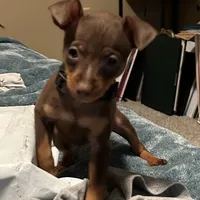 SIMON (Black Collar), a male Miniature Pinscher for sale in Lincoln, NE – Photo 1 of 9