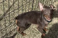 SIMON (Black Collar), a male Miniature Pinscher for sale in Lincoln, NE – 4 of 10