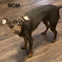 SIMON (Black Collar), a male Miniature Pinscher for sale in Lincoln, NE – Photo 8 of 9