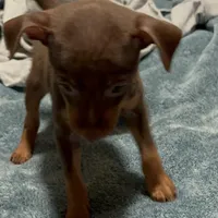 SIMON (Black Collar), a male Miniature Pinscher for sale in Lincoln, NE – Photo 2 of 9