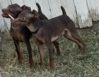SIMON (Black Collar), a male Miniature Pinscher for sale in Lincoln, NE – 7 of 10