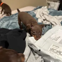 SIMON (Black Collar), a male Miniature Pinscher for sale in Lincoln, NE – Photo 4 of 9