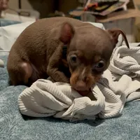SIMON (Black Collar), a male Miniature Pinscher for sale in Lincoln, NE – Photo 3 of 9