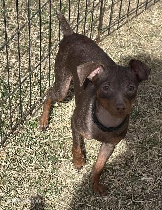 SIMON (Black Collar) – Miniature Pinscher puppy for sale in Lincoln, NE