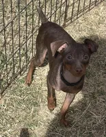 SIMON (Black Collar), a male Miniature Pinscher for sale in Lincoln, NE – 1 of 10