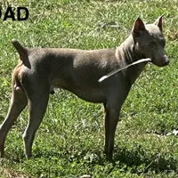 SIMON (Black Collar), a male Miniature Pinscher for sale in Lincoln, NE – Photo 9 of 9