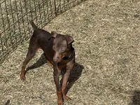 SIMON (Black Collar), a male Miniature Pinscher for sale in Lincoln, NE – 3 of 10