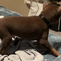 SIMON (Black Collar), a male Miniature Pinscher for sale in Lincoln, NE – Photo 5 of 9