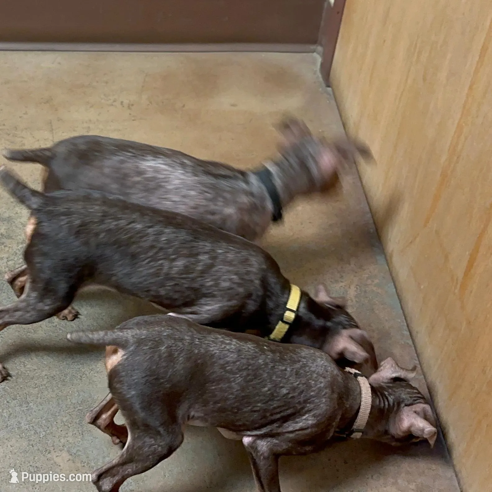 THEODORE (Brown Collar), a male Miniature Pinscher for sale in Lincoln, NE – Photo 8 of 10