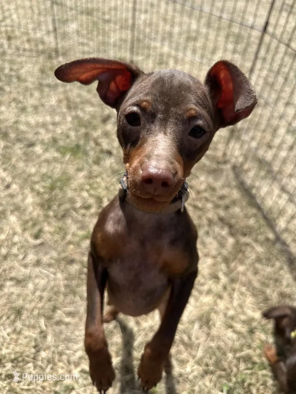 THEODORE (Brown Collar) – Miniature Pinscher puppy for sale in Lincoln, NE