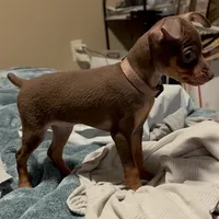 THEODORE (Brown Collar), a male Miniature Pinscher for sale in Lincoln, NE – Photo 5 of 10