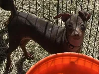 THEODORE (Brown Collar), a male Miniature Pinscher for sale in Lincoln, NE – 7 of 10