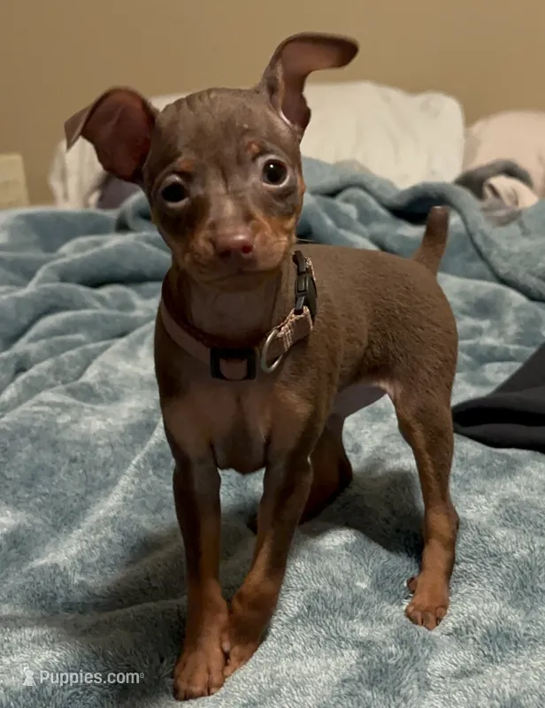 THEODORE (Brown Collar)