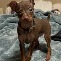 THEODORE (Brown Collar), a male Miniature Pinscher for sale in Lincoln, NE – Photo 1 of 10