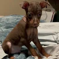 THEODORE (Brown Collar), a male Miniature Pinscher for sale in Lincoln, NE – Photo 4 of 10