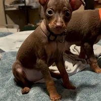 THEODORE (Brown Collar), a male Miniature Pinscher for sale in Lincoln, NE – Photo 2 of 10