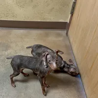 THEODORE (Brown Collar), a male Miniature Pinscher for sale in Lincoln, NE – Photo 7 of 10