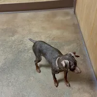 THEODORE (Brown Collar), a male Miniature Pinscher for sale in Lincoln, NE – Photo 6 of 10