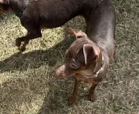 THEODORE (Brown Collar), a male Miniature Pinscher for sale in Lincoln, NE – 8 of 10