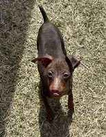 THEODORE (Brown Collar), a male Miniature Pinscher for sale in Lincoln, NE – 3 of 10