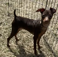 THEODORE (Brown Collar), a male Miniature Pinscher for sale in Lincoln, NE – 2 of 10
