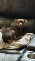 Remi, a female Miniature Pinscher for sale in Lincoln, NE – Photo 3 of 10