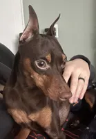 Remi, a female Miniature Pinscher for sale in Lincoln, NE – Photo 10 of 10