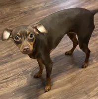 Remi, a female Miniature Pinscher for sale in Lincoln, NE – Photo 5 of 10