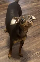 Remi, a female Miniature Pinscher for sale in Lincoln, NE – Photo 8 of 10